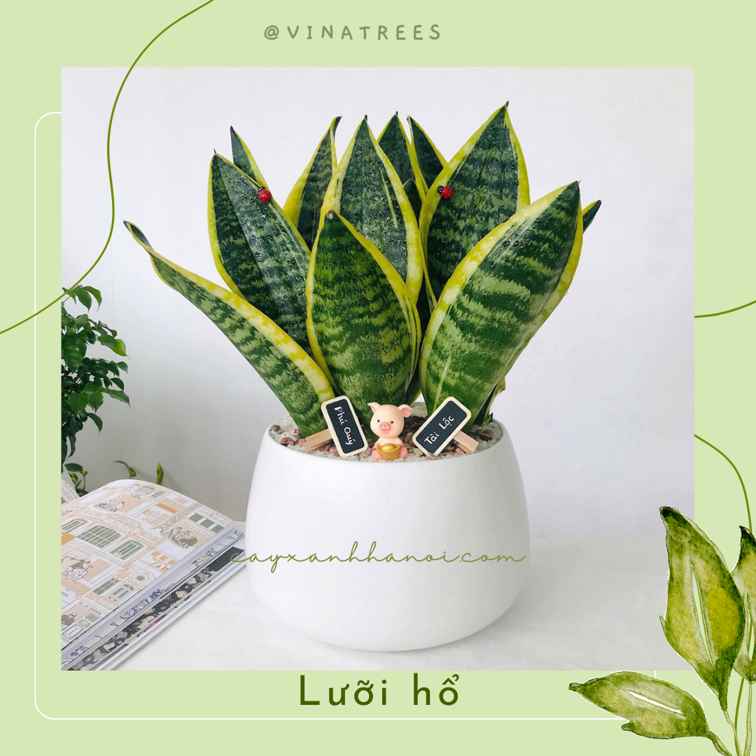 Người mệnh nào hợp trồng cây lưỡi hổ nhất?